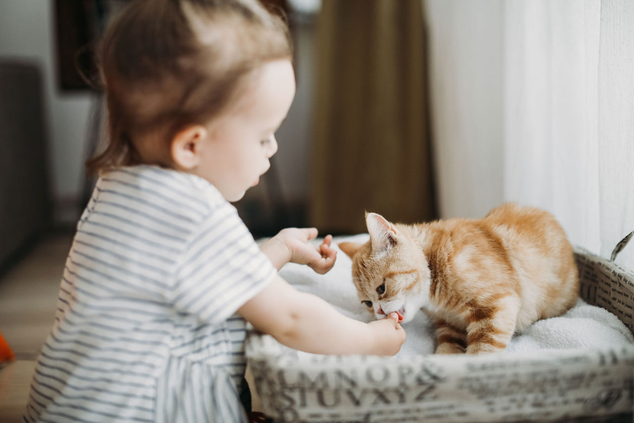 Small child feeding a treat to an orange and white cat