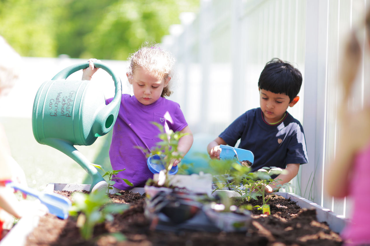 Two preschool children water plants in their schools garden